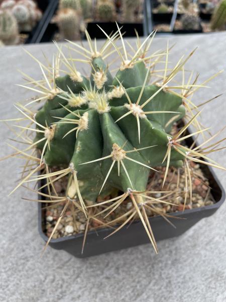Ferocactus glaucescens